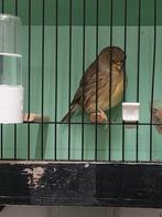 gloster pop, Vrouwelijk, Postuurkanarie