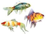 Komeetstaart Shubinkin goudvis - 8 / 10 cm - Koidreams, Goudvis(sen)