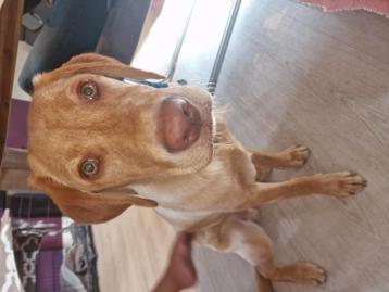 Lieve pup labrador  beschikbaar voor biedingen