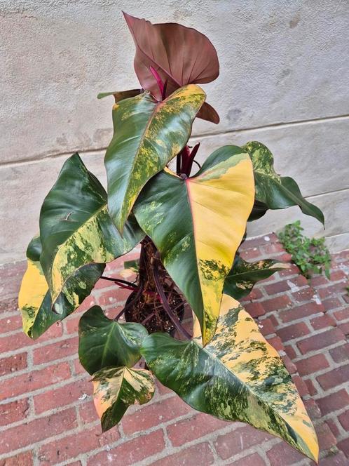 Philodendron Strawberry Shake XXL p17 (2), Huis en Inrichting, Kamerplanten, Overige soorten, Minder dan 100 cm, Ophalen of Verzenden