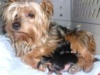 Yorkshire Terrier pup teefje, Dieren en Toebehoren, Yorkshire Terriër, Rabiës (hondsdolheid), 8 tot 15 weken, Teef