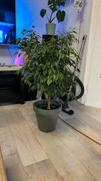 Ficus 100cm hoog 60cm breed, Ophalen, Ficus, 100 tot 150 cm, In pot