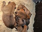 Te Koop! Mechelse herder puppies, Particulier, Rabiës (hondsdolheid), Meerdere, 8 tot 15 weken