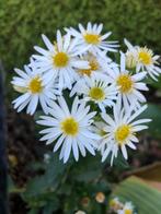 Hetfst aster, Ophalen of Verzenden, Overige soorten, Volle zon