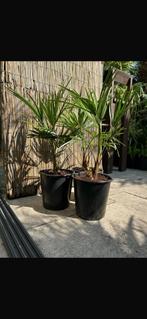 Trachycarpus Fortunei, Ophalen, Zomer, Overige soorten, Halfschaduw