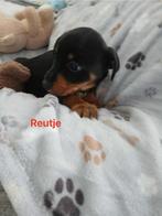 Jack russel pups🐶❤️🐶❤️🐶, Overige rassen, 8 tot 15 weken, Parvo, Meerdere