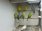 Jonge Parkieten, Dieren en Toebehoren, Meerdere dieren, Parkiet, Tam