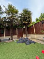 Trachycarpus fortunei palmzaden 10 zaaden, Ophalen of Verzenden, Gehele jaar, Halfschaduw, Zaad