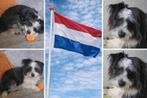 Wie wordt het gouden mandje van Pepe?, Dieren en Toebehoren, Honden | Niet-rashonden, Particulier, Reu, Buitenland, Parvo