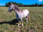 Tekoop super mooie 2 jarige welsh A, Dieren en Toebehoren, Merrie, 0 tot 2 jaar, B pony (1.17m tot 1.27m), Recreatiepony
