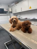 Toypoedels, Dieren en Toebehoren, Honden | Chihuahua's en Gezelschapshonden, Poedel, Nederland, 15 weken tot 1 jaar, CDV (hondenziekte)