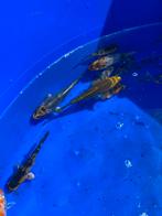Hoge kwaliteit Tosai (koi), Dieren en Toebehoren, Vissen | Vijvervissen, Karper of Koi