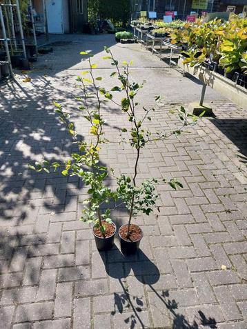 Beukenhaag Bladhoudend 80-100cm beschikbaar voor biedingen