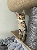 nog 1 aanhankelijke Savannah F6 SBT kitten mag verhuizen, Dieren en Toebehoren, Katten en Kittens | Raskatten | Korthaar, Meerdere dieren