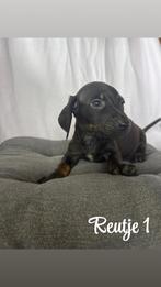 Lieve teckel puppy’s!, Dieren en Toebehoren, Honden | Teckels en Dashonden, Standaard, Rabiës (hondsdolheid), 8 tot 15 weken, Korthaar