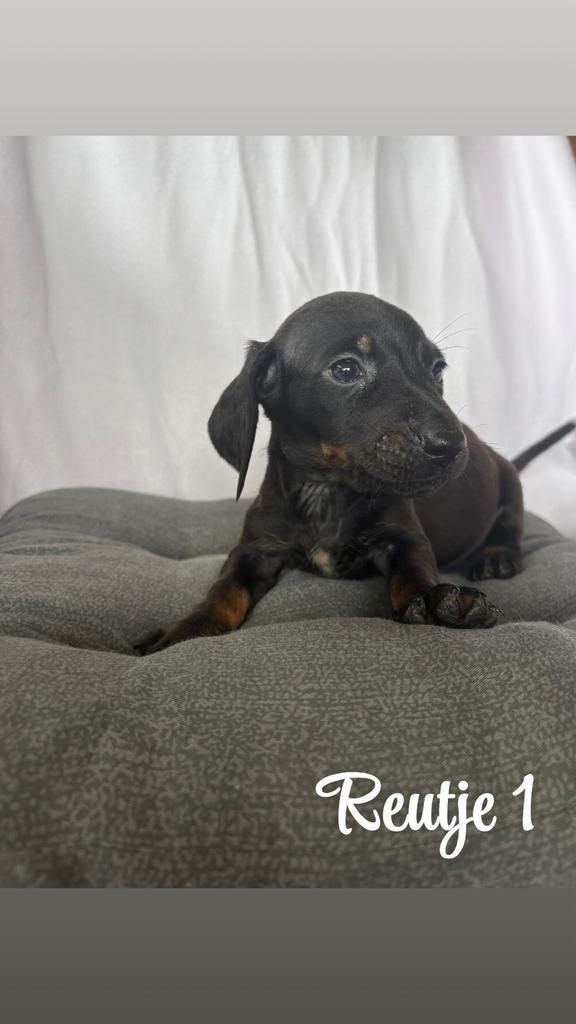 Lieve teckel puppy’s!, Dieren en Toebehoren, Honden | Teckels en Dashonden, Meerdere dieren, Korthaar, Standaard, Particulier