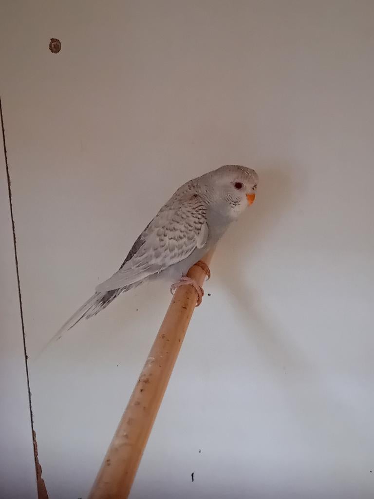 Melanistic dun fallow/blackface, Dieren en Toebehoren, Meerdere dieren, Parkiet