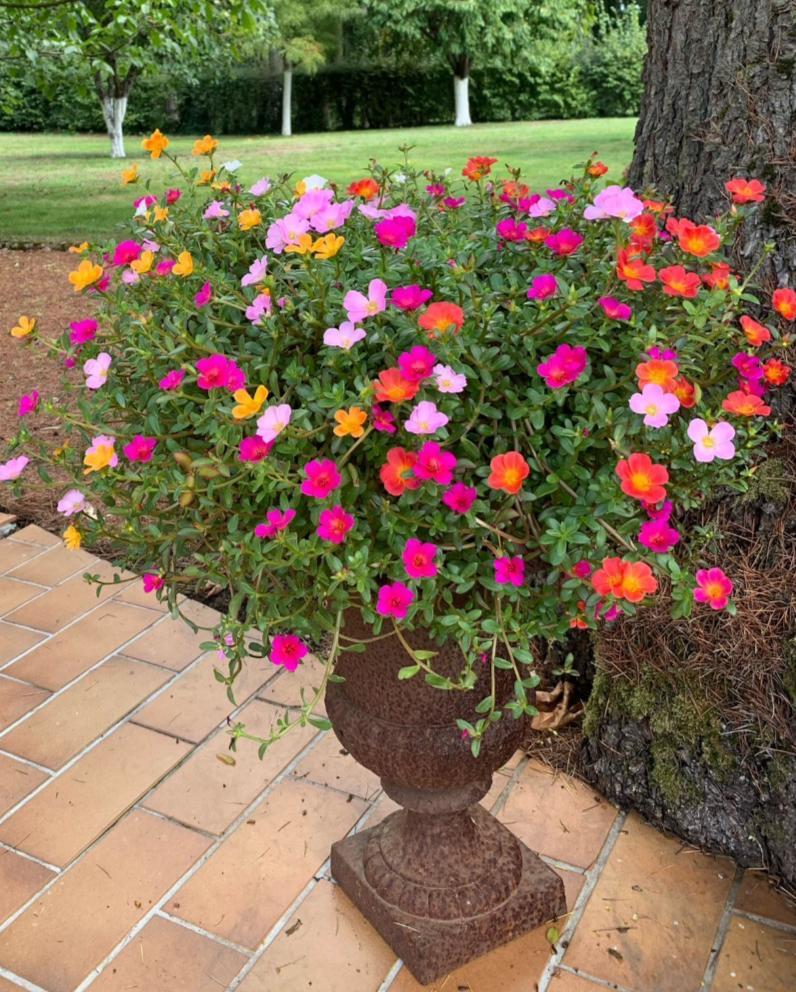 Zware gietijzeren vaas, Ophalen, Overige materialen, Gebruikt, Overige kleuren