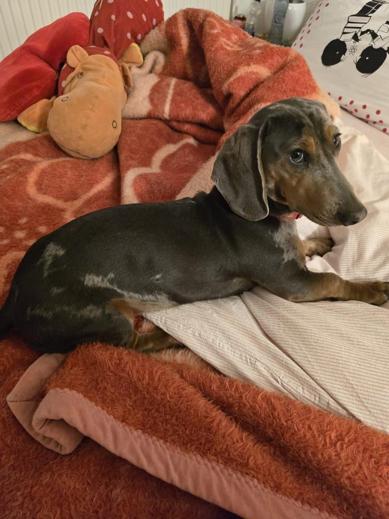 Oppas gezocht voor onze Boris voor 1 of meerdere dagen in de, Reu, 1 tot 2 jaar, Korthaar, Parvo