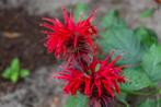 Bergamot (Monarda didyma), Ophalen of Verzenden, Volle zon
