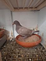 Bruin spread kleurpostduif pieper, Vrouwelijk, Postduif