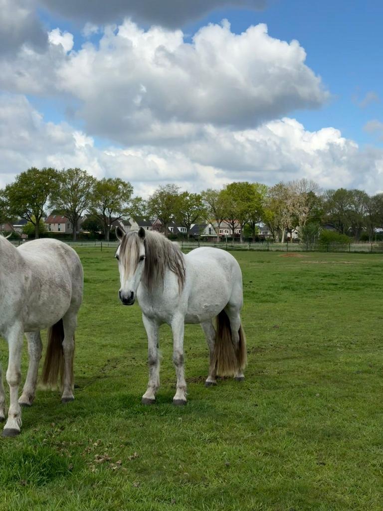 Connemara fokmerrie, Dieren en Toebehoren, Pony's, Merrie, D pony (1.37m tot 1.48m), Met stamboom, 11 jaar of ouder