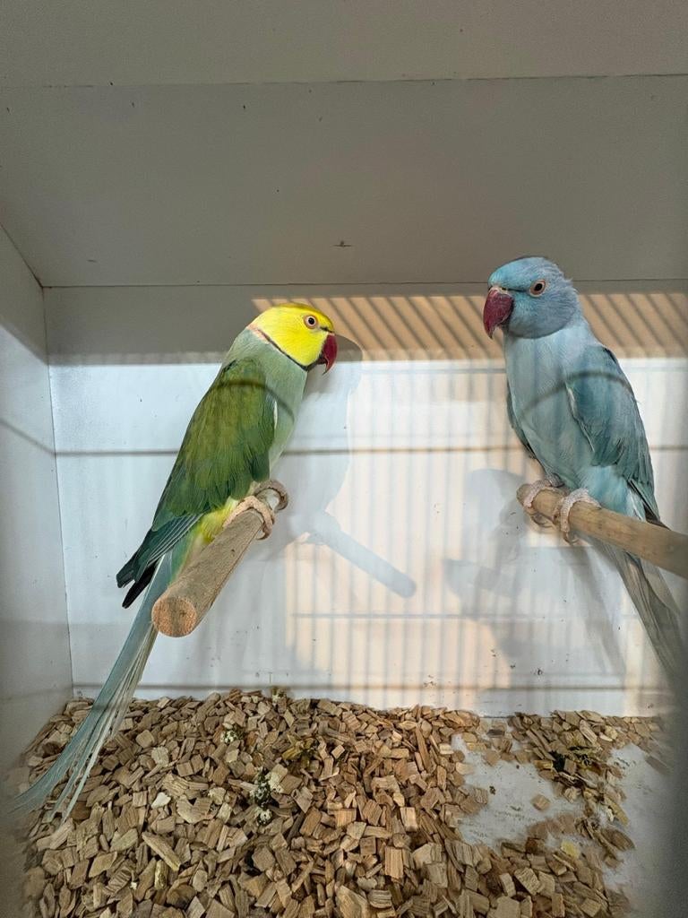 Koppel halsband parkieten in mooie aparte kleuren, Dieren en Toebehoren, Vogels | Parkieten en Papegaaien, Meerdere dieren, Parkiet