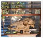 Herten schedel 24 cm in vitrine kast 28 x 20 x 13 cm, Ophalen of Verzenden, Nieuw, Schedel