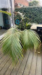 Grote Palm kamerplant, Tuin en Terras, Planten | Bomen, 100 tot 250 cm, Zomer, Palmboom, Ophalen