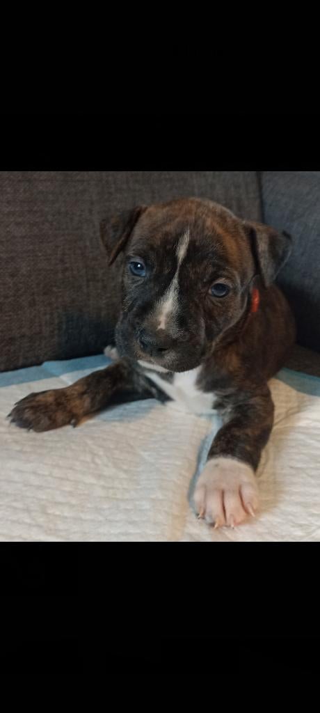 Laatste tri color Raszuivere amerikaanse Stafford pup, 8 tot 15 weken, American Staffordshire Terriër, Parvo, Meerdere