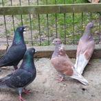 Hoogvliegers, Dieren en Toebehoren, Vogels | Duiven, Meerdere dieren, Tuimelaar of Roller