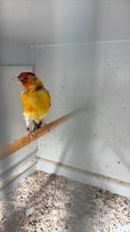 Gele man putter, Mannelijk, Wildzangvogel, Geringd