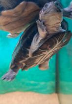 Afrikaanse modder/moeras schildpad, Dieren en Toebehoren, Reptielen en Amfibieën, Schildpad, 0 tot 2 jaar