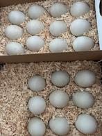 Broedeieren loopeend, Geslacht onbekend, Eend