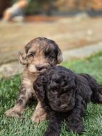 Cockapoo F1b pups te koop (Cockapoo x poedel), Parvo, Overige rassen, 8 tot 15 weken, Meerdere