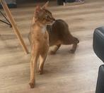 kampioen Abessijn dekkater (Niet te koop), 0 tot 2 jaar