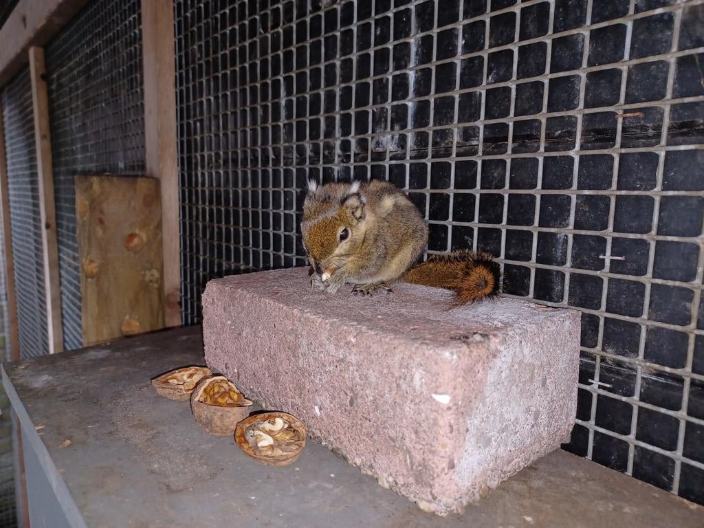 Gezocht Tamiops swinhoei eekhoorns man of vrouw, Dieren en Toebehoren, Maart, Meerdere dieren, Overige typen