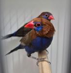 Granaatastrilde en andere tropen, Dieren en Toebehoren, Vogels | Overige Vogels, Meerdere dieren, Tropenvogel, Geringd