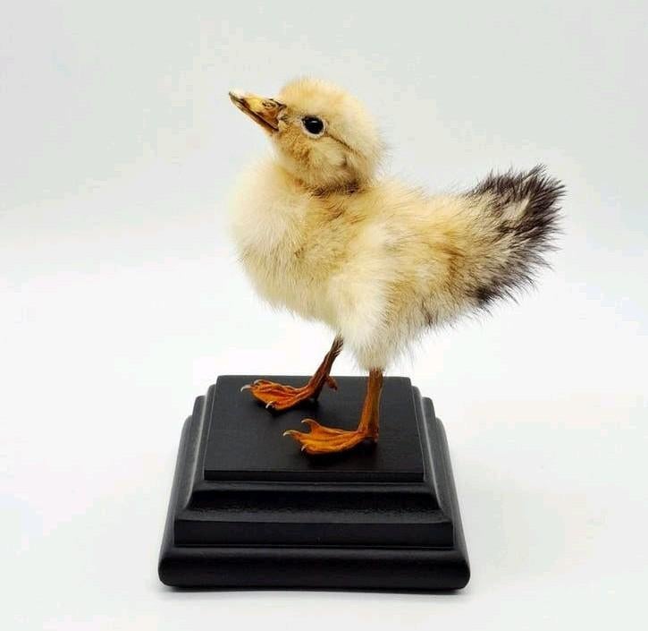 Opgezet eendenkuiken, Ophalen of Verzenden, Nieuw, Vogel, Opgezet dier