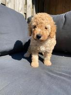 Lieve mini labradoodle!!, Overige rassen, 8 tot 15 weken, Parvo, Meerdere