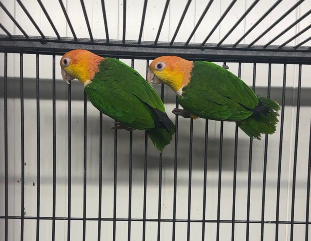 Gezocht roestkop caiq, Meerdere dieren, Parkiet