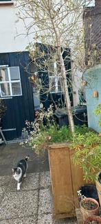 Mooie olijfboom te koop, 175 hoog, bak is 8070., Volle zon, Bloeit niet, Ophalen of Verzenden, 100 tot 250 cm