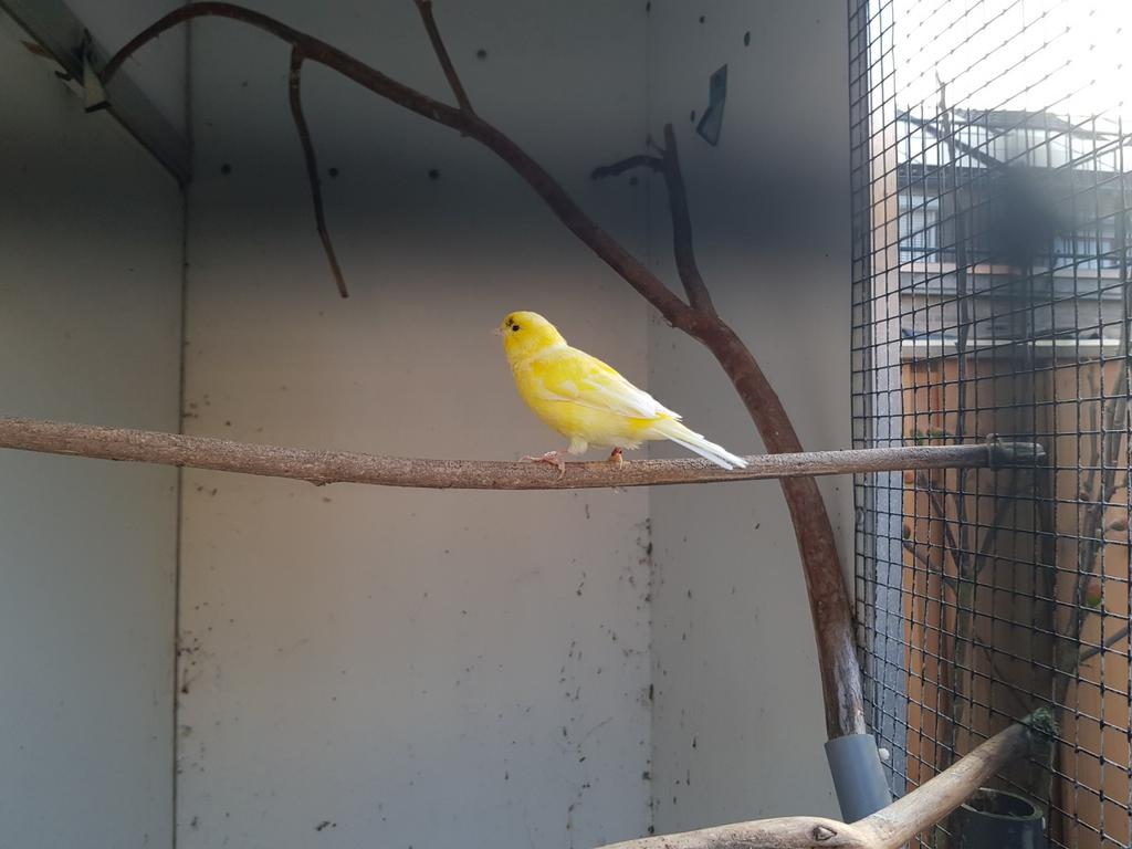 Kanarie, geslacht onbekend, Dieren en Toebehoren, Vogels | Kanaries, Geslacht onbekend