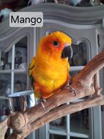 Handtamme zonparkiet, Mannelijk, Parkiet, Geringd