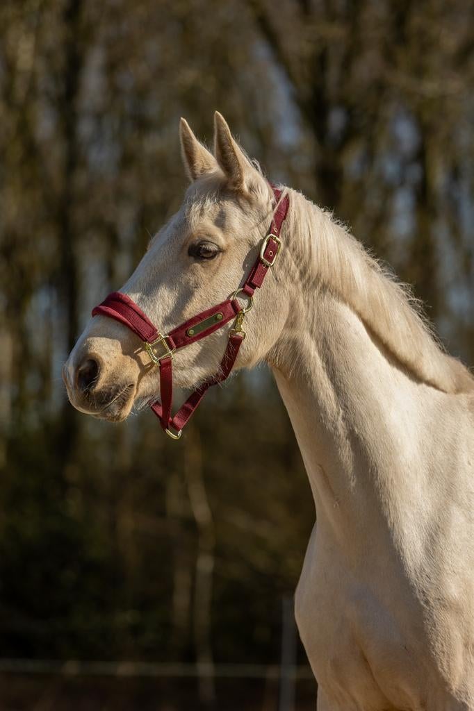 Prachtige 3-jarige Palomino Ruin (Krem x Scandic), Dieren en Toebehoren, Met stamboom, Ruin, Dressuurpaard, 3 tot 6 jaar