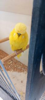 Standaard grasparkiet man, Dieren en Toebehoren, Vogels | Parkieten en Papegaaien, Mannelijk, Parkiet, Geringd