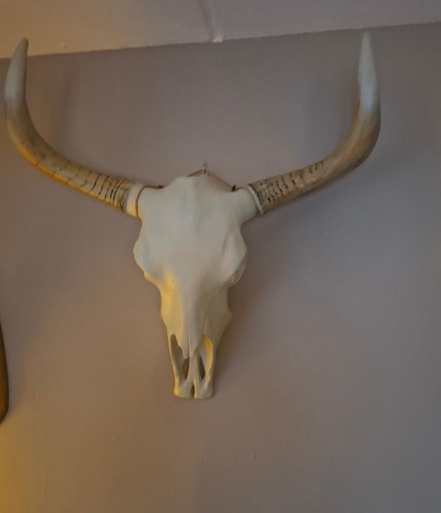 Schedel, Ophalen, Zo goed als nieuw, Wild dier, Schedel