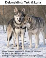 Saarlooswolfhond pups met stamboom AVLS, Parvo, Overige rassen, 8 tot 15 weken, Meerdere