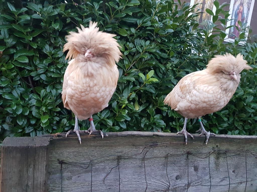 Witte Kuifhoen haan zoekt nieuw huisje - 2 stuks padua glad, Mannelijk, Kip