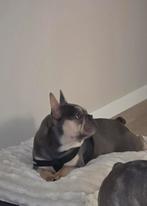 Prachtige lieve franse bulldog., Parvo, Teef, Bulldog, Eén hond